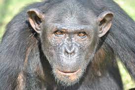 Chimp CC 2