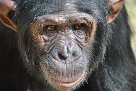 Chimp CC 1